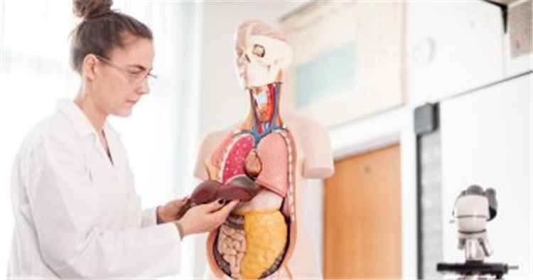 علاج الكبد الدهني بطرق طبيعية.. نظام غذائي وأعشاب ونصائح يومية فعالة